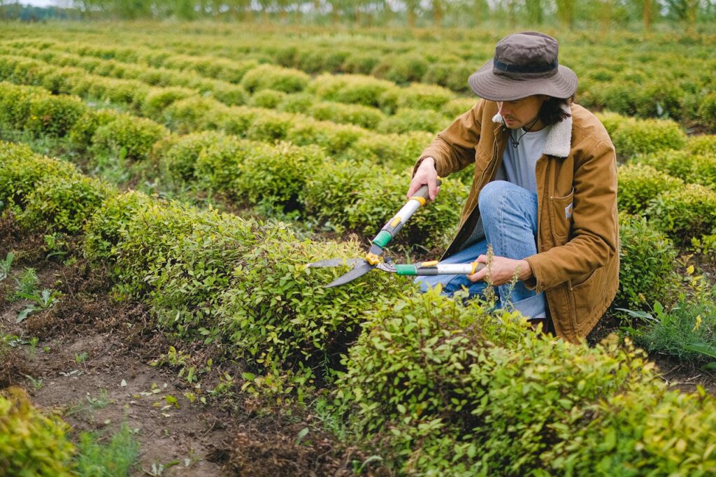Het juiste moment kiezen om te snoeien in de tuin
