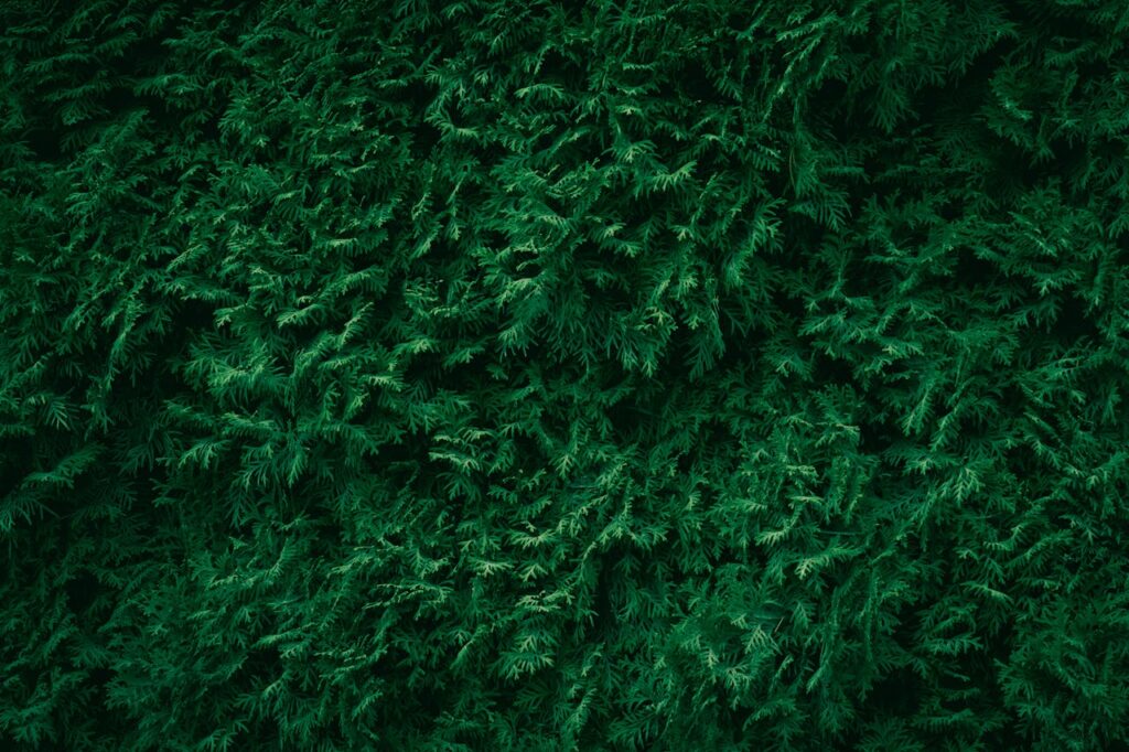 Zo houd je jouw conifeer mooi met goed snoeien