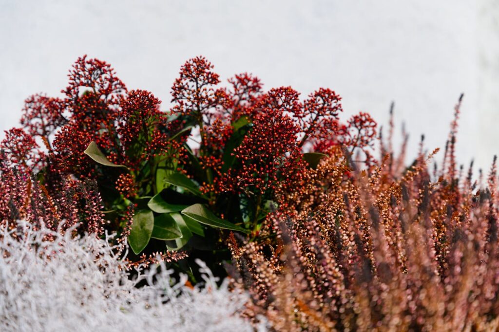 Zorgeloos genieten van een volle en gezonde skimmia