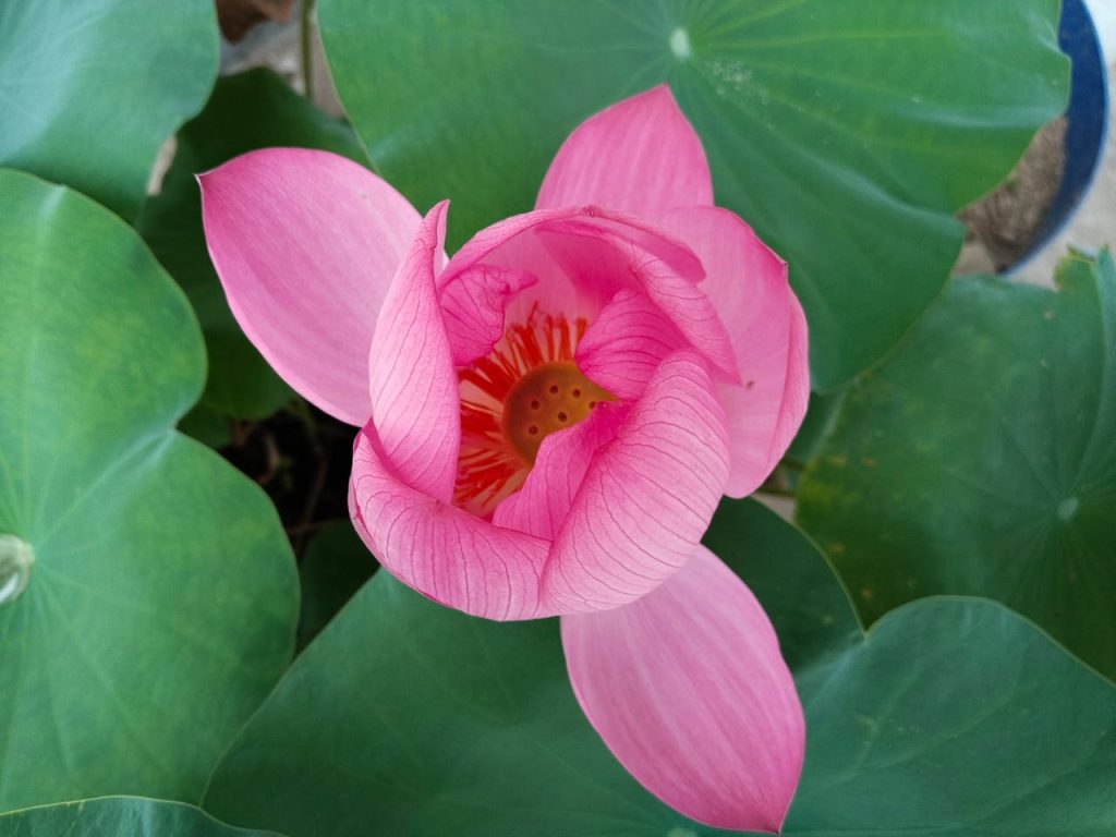 Groene schatten: de mooiste planten voor in de schaduw