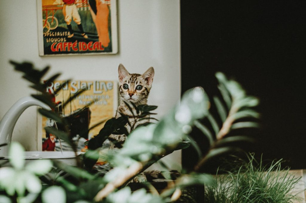Groen in huis met niet giftige planten voor katten