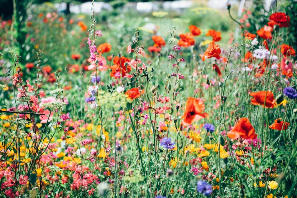 Bloemen op je bord: verrassend lekker en gezond